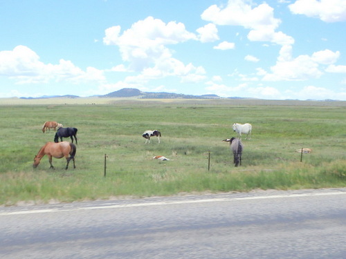 GDMBR: Horses with foals.